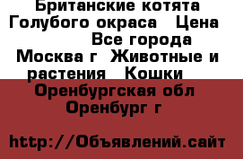 Британские котята Голубого окраса › Цена ­ 8 000 - Все города, Москва г. Животные и растения » Кошки   . Оренбургская обл.,Оренбург г.